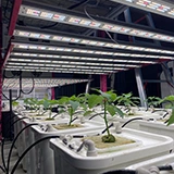 Redfarm 수경 시스템 실내 성장 시스템 상업용 LED 성장 조명 1000W 버드 부스터 라이트